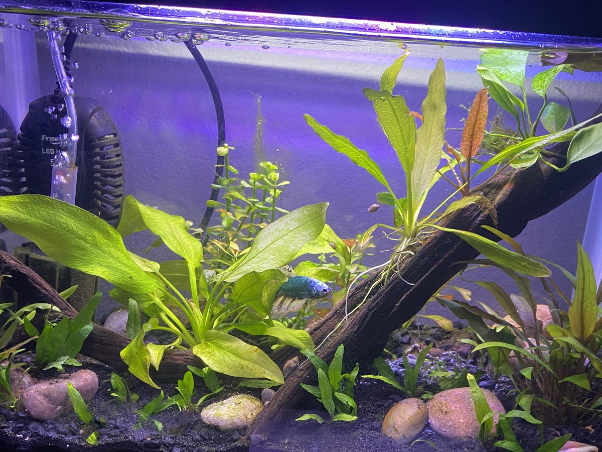 An established planted tank aquascaped with driftwood, stones and live plants