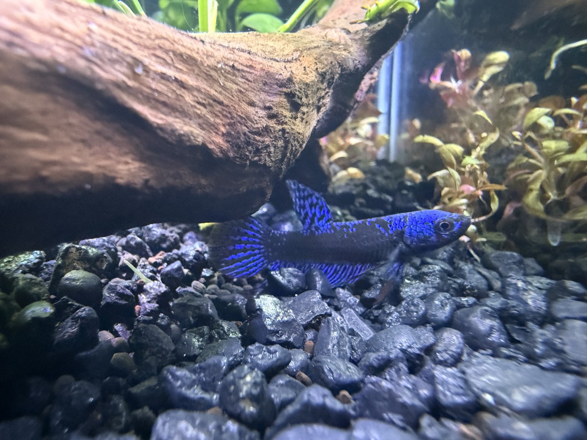 A vivid blue freshwater fish resting on dark gravel beneath a driftwood branch in a clean, planted aquarium