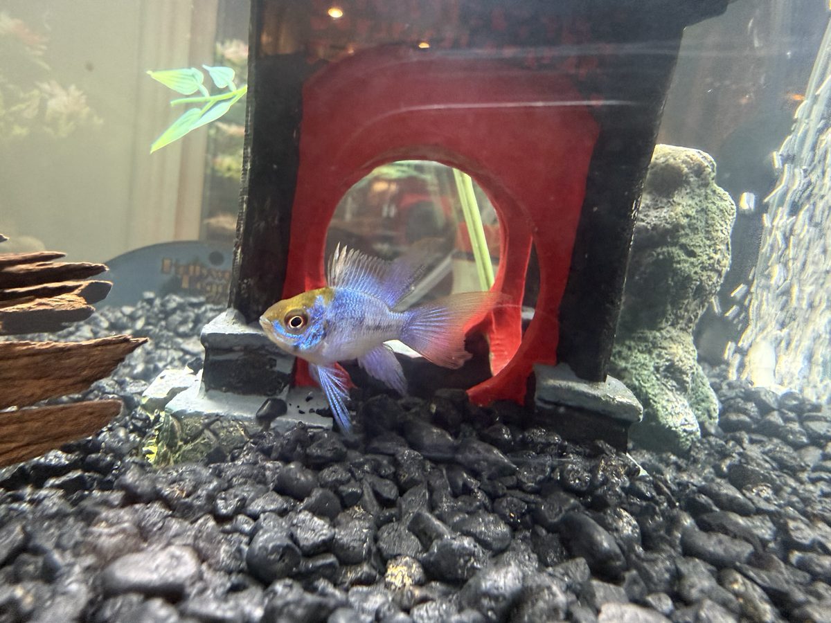 A thriving electric blue ram in a clean, well-maintained community tank