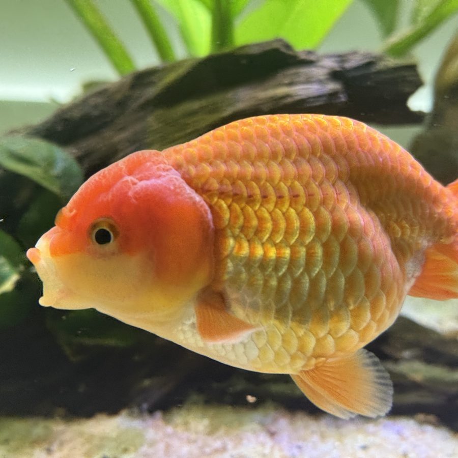 A ranchu goldfish in clear water in a well-maintained freshwater aquarium