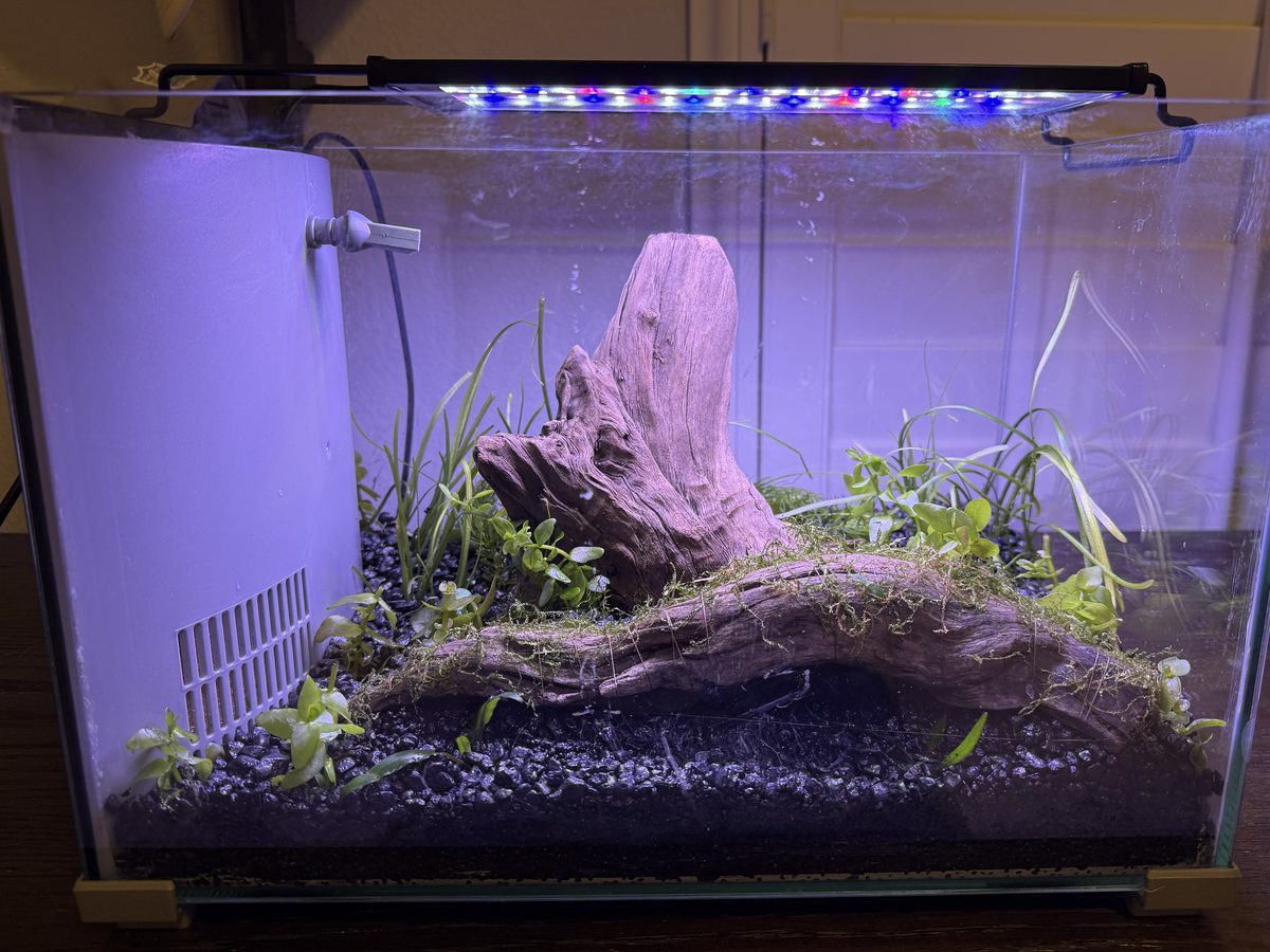 A freshly aquascaped nano tank with driftwood hardscape, new plants and clean substrate