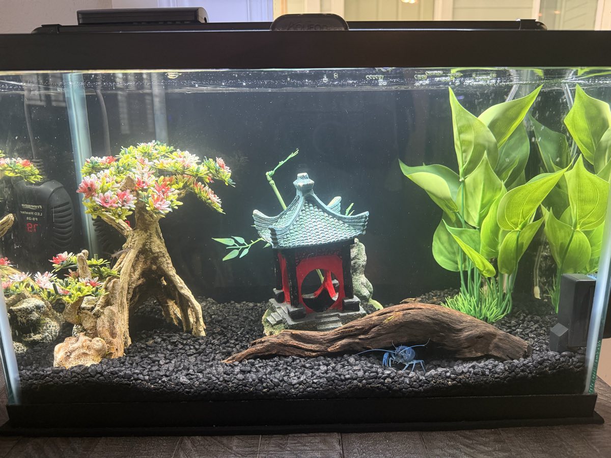 A community freshwater tank with black gravel, driftwood, a pagoda ornament and a blue crayfish