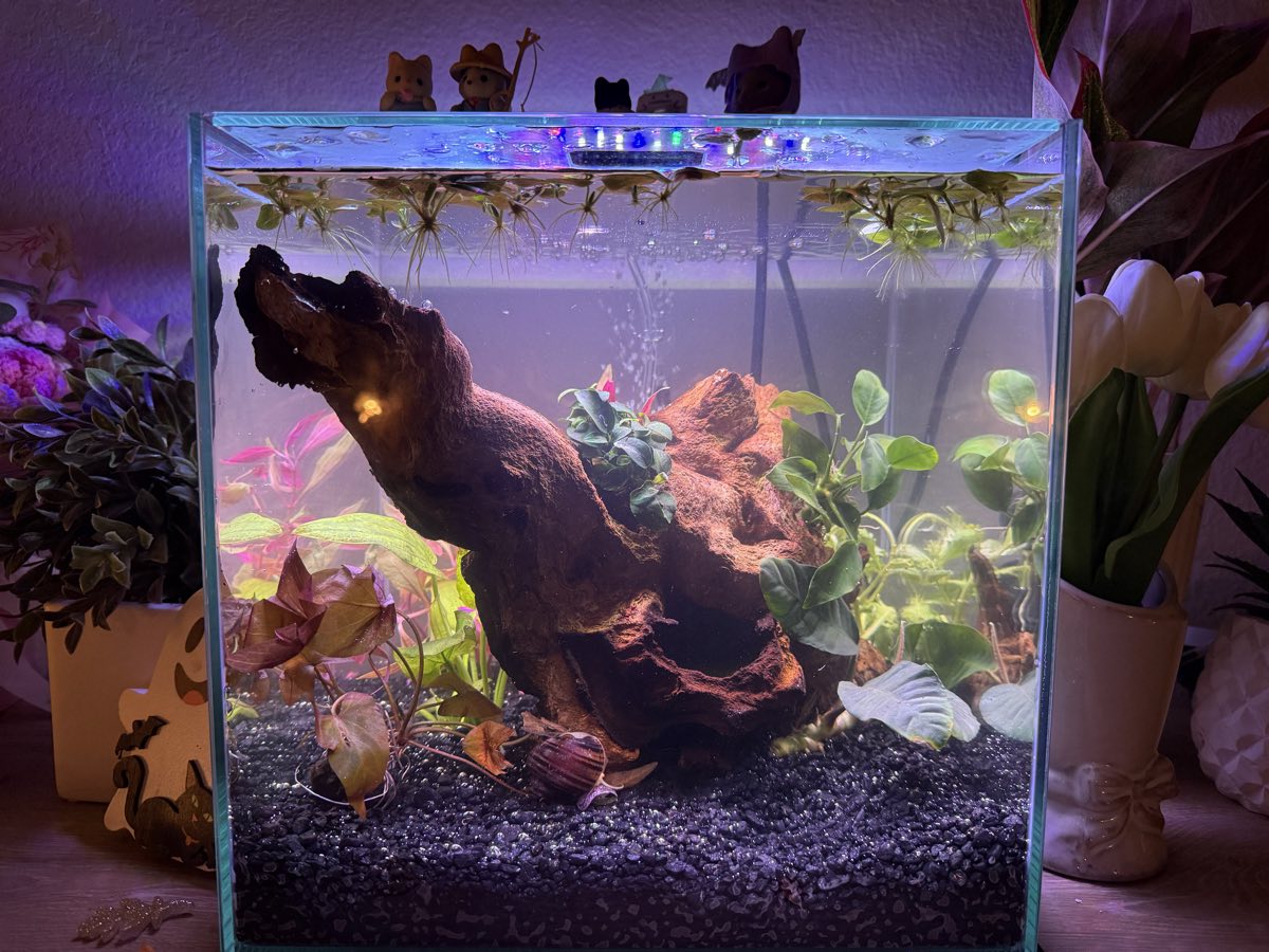 A planted nano cube tank with tall driftwood, anubias, floating plants and a mystery snail