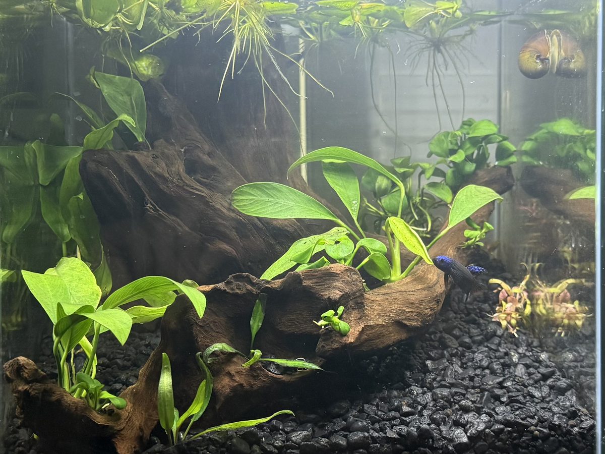 A planted freshwater tank with driftwood, live plants, a mystery snail and betta fish