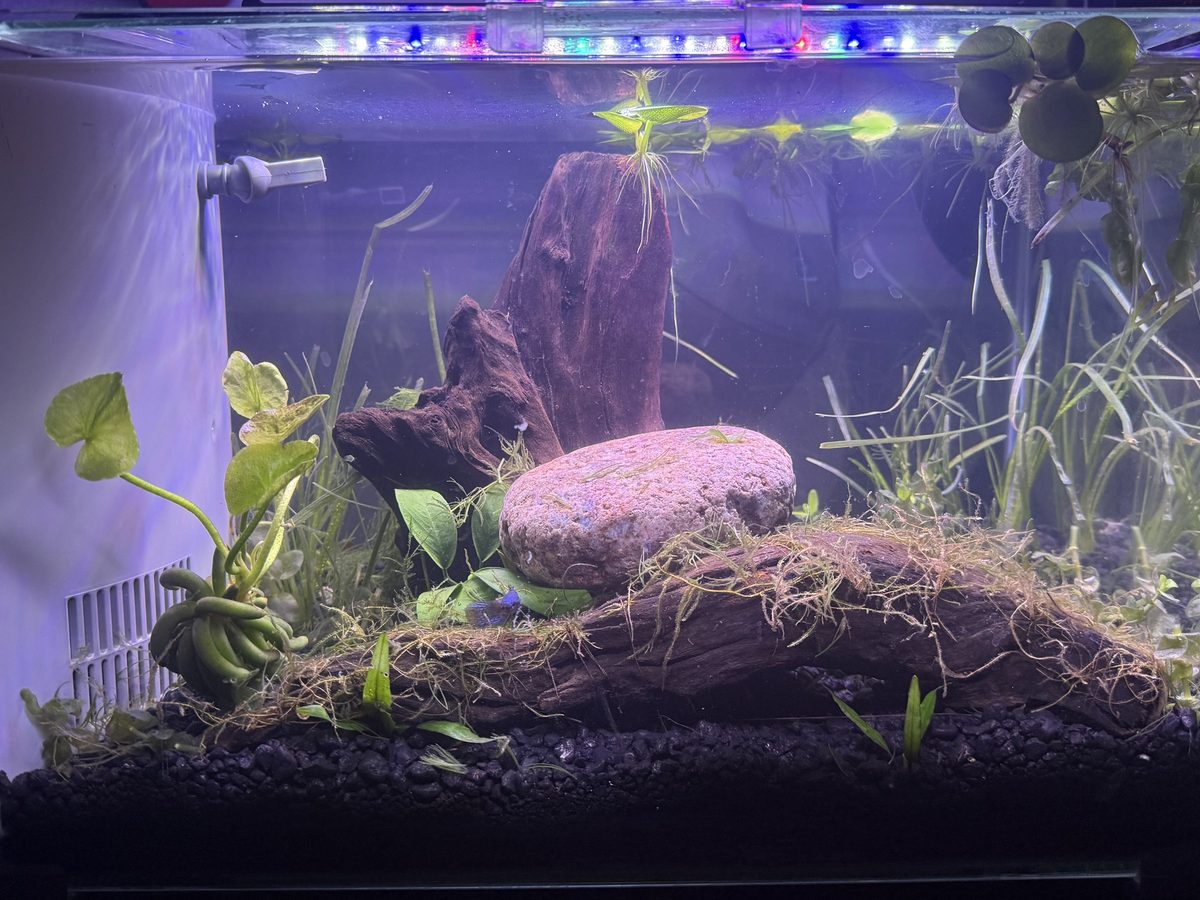 A nano aquascape with driftwood, stone and blue shrimp among live plants